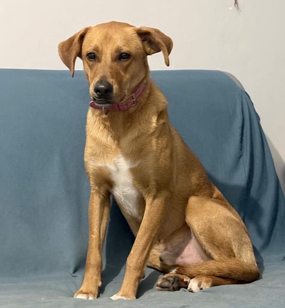 CHOUPY, Mâle berger créole junior