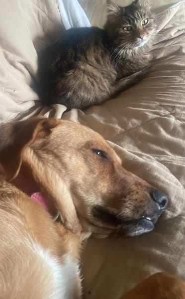 CHOUPY, Mâle berger créole junior