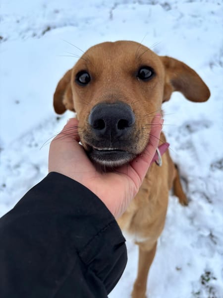 CHOUPY, Mâle berger créole junior