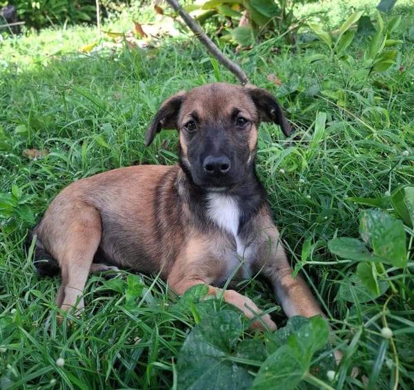 NAMEA, chiot Berger Créole femelle