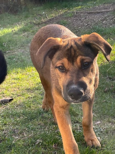 SAMOA, chiot Berger Créole mâle