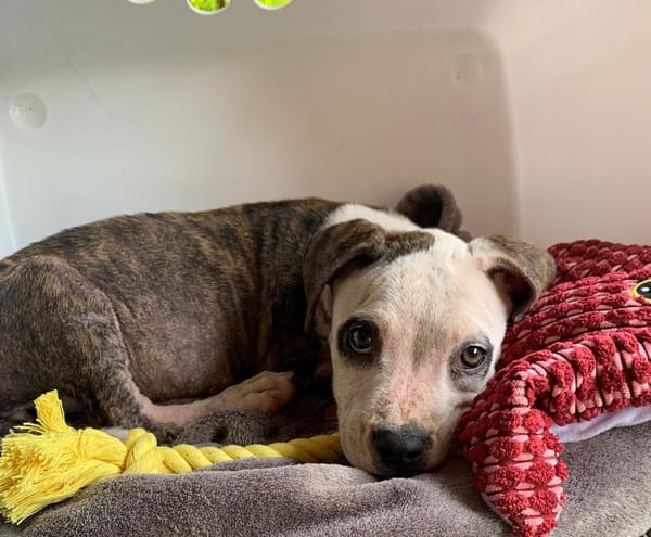 CLÉO, chiot Berger Créole, femelle