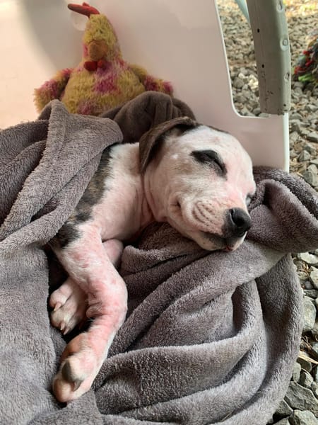 CLÉO, chiot Berger Créole, femelle