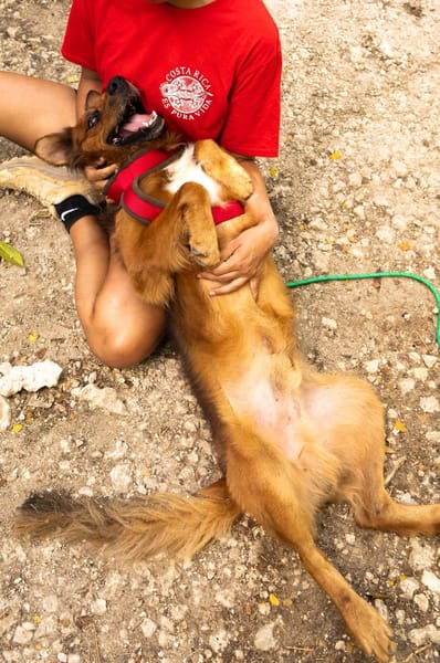 HEAVEN, Mâle Croisé Créole