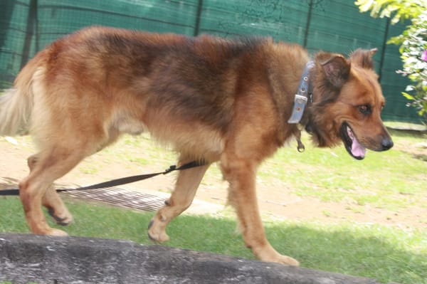 HEAVEN, Mâle Croisé Créole