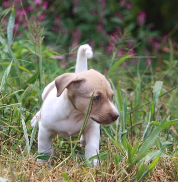 IVOIRE, chiot Berger Créole femelle