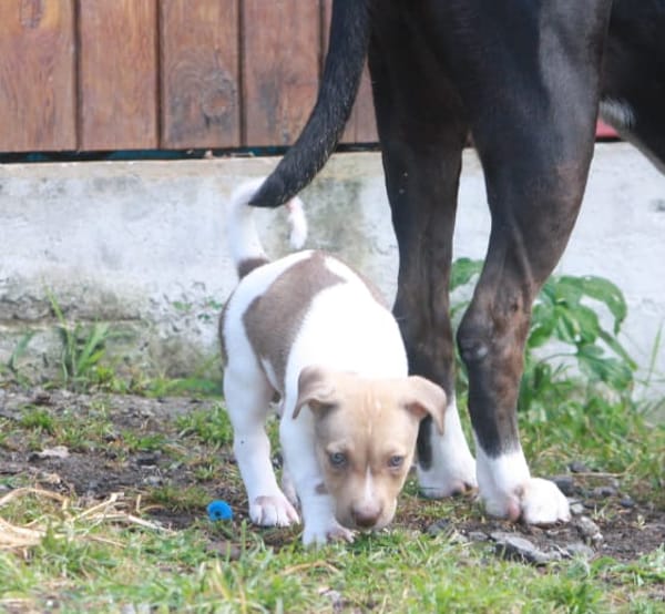 IVOIRE, chiot Berger Créole femelle