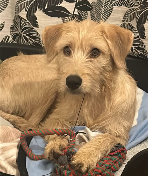 MANHATTAN, Femelle junior croisée