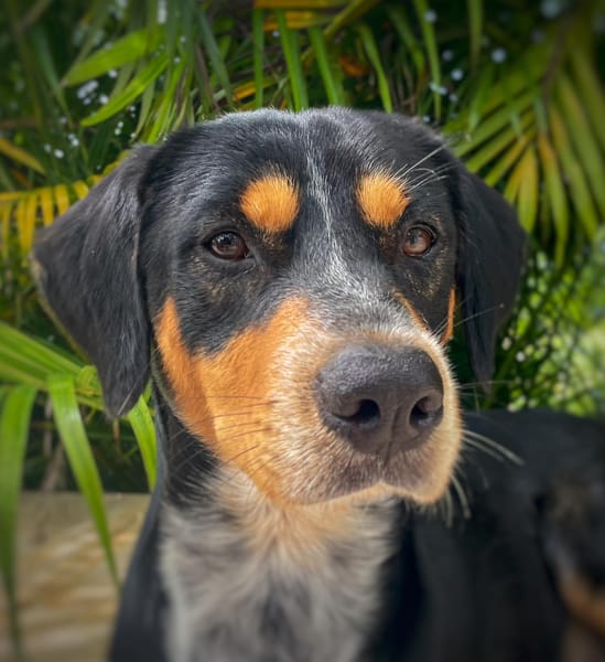 NOOKI, Berger Créole Mâle