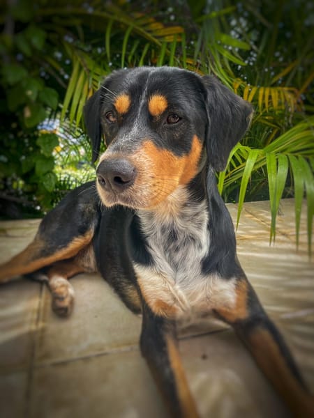 NOOKI, Berger Créole Mâle