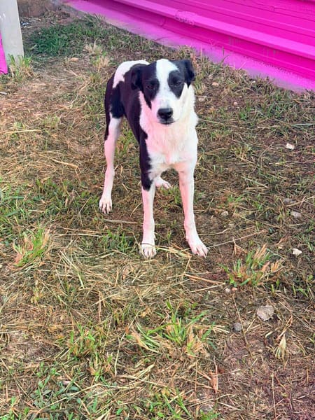 🐾 À L’ADOPTION – PANDA, jeune loulou plein de vie 🐾