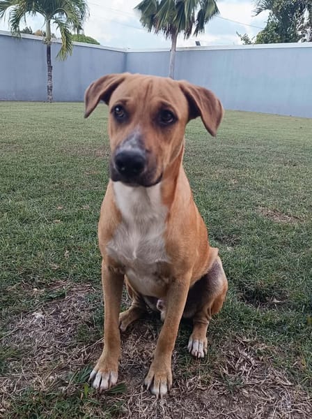 ATCHI, Mâle junior Berger Créole