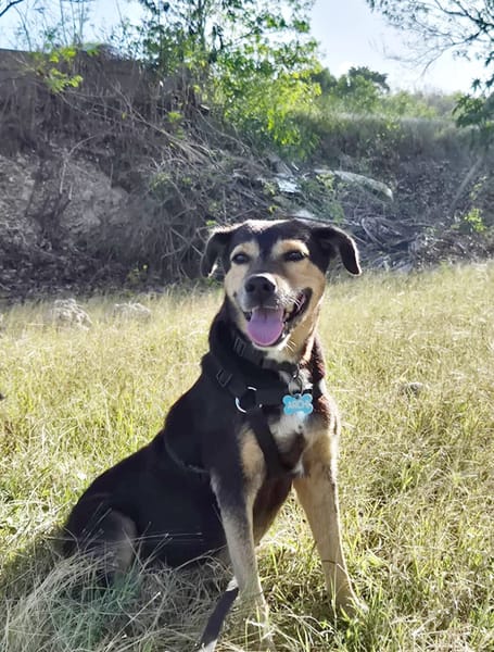 BOLT,  Chien adulte Berger Créole