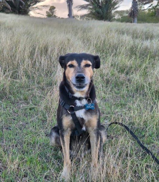 BOLT,  Chien adulte Berger Créole