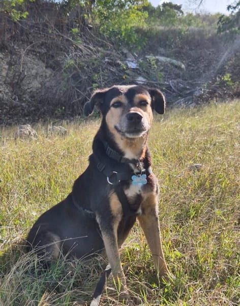 BOLT,  Chien adulte Berger Créole
