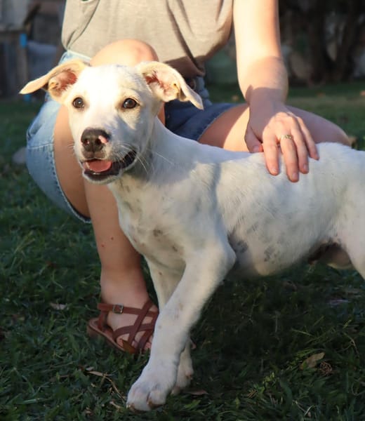 DALLAS, chiot Croisé Labrador mâle