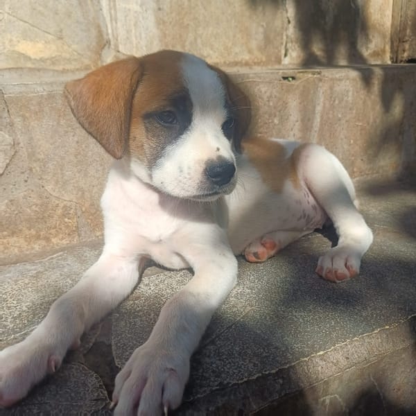 HOLLIS, chiot Croisée Labrador femelle