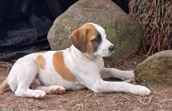 HOLLIS, chiot Croisée Labrador femelle