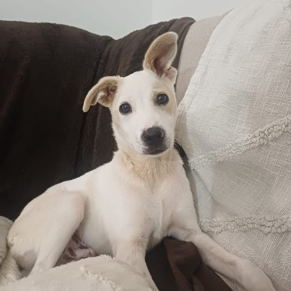 HOWDY, Chiot Berger Créole