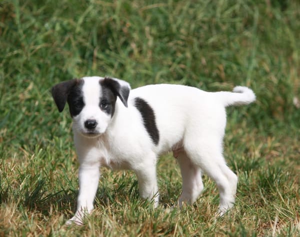 INDIGO, chiot Berger Créole mâle