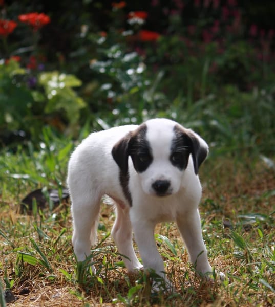 INDIGO, chiot Berger Créole mâle