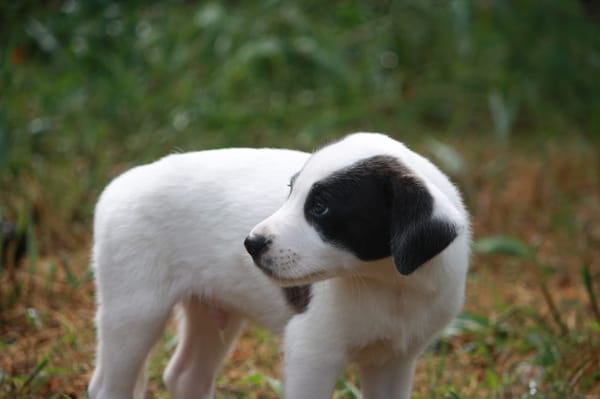 INDIGO, chiot Berger Créole mâle