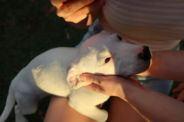 JOLIET, chiot Croisée Labrador femelle