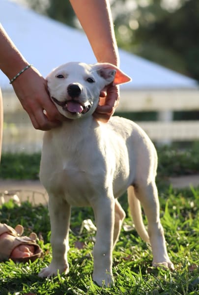 JOLIET, chiot Croisée Labrador femelle