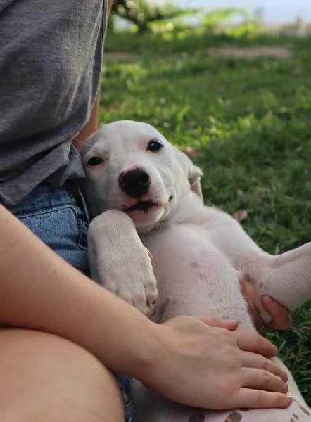 JOLIET, chiot Croisée Labrador femelle