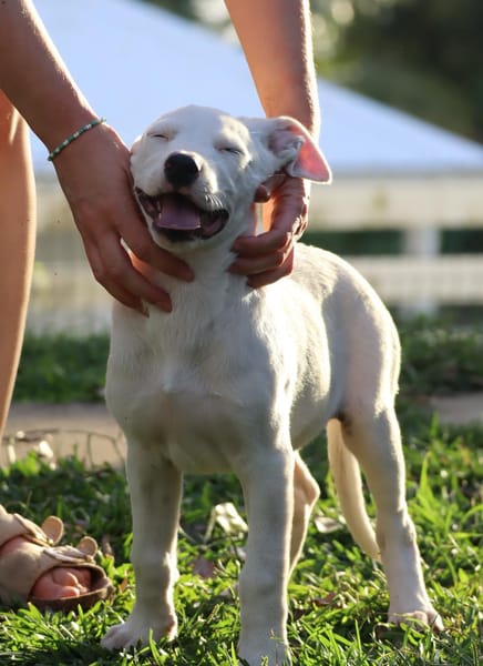 JOLIET, chiot Croisée Labrador femelle