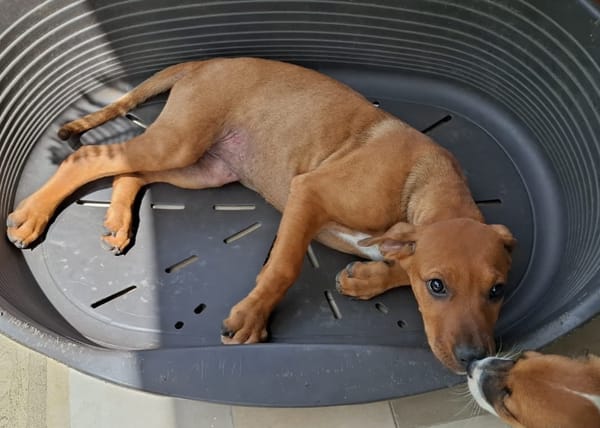 KARAMELLE, Chiot femelle Berger Créole