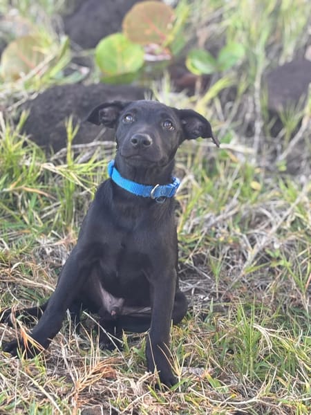 LOCKY, Chiot mâle Croisé Labrador