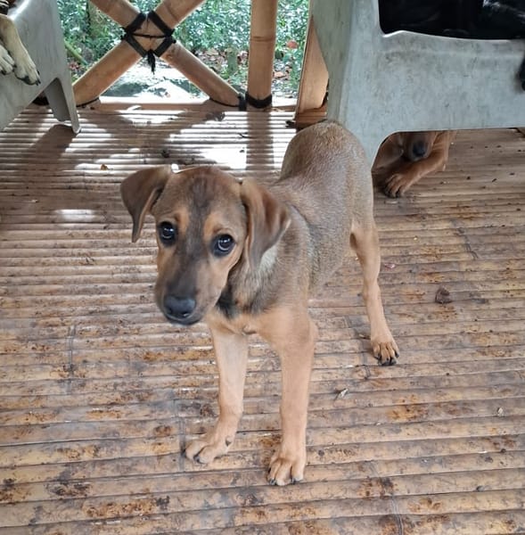 VERA, chiot femelle Berger Créole