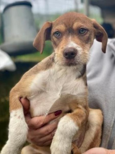 VALERIO 💛💛💛 kleiner Hundebub