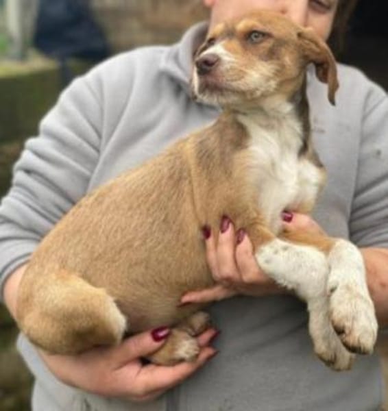 VALERIO 💛💛💛 kleiner Hundebub