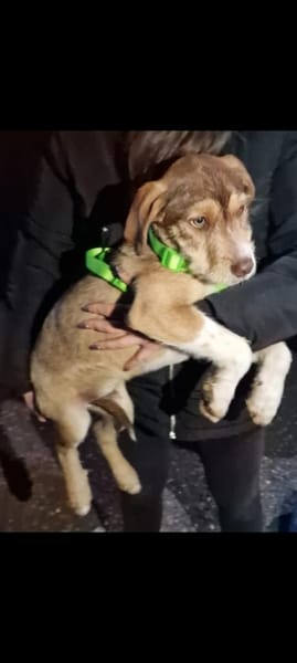 VALERIO 💛💛💛 kleiner Hundebub