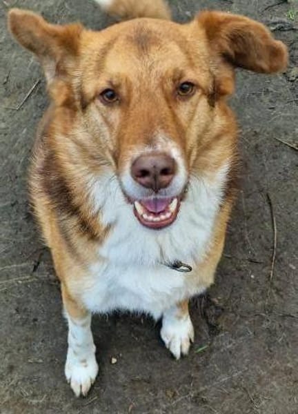 Atlas sucht sein Zuhause