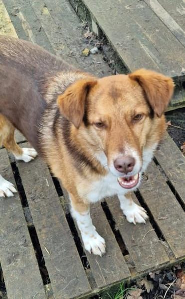 Atlas sucht sein Zuhause