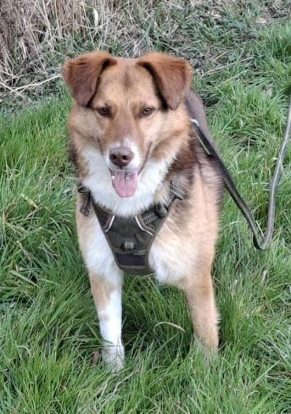 Atlas sucht sein Zuhause