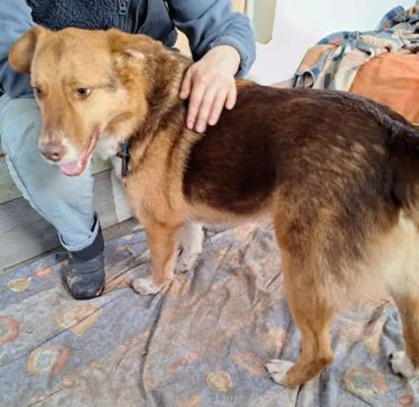 Atlas sucht sein Zuhause