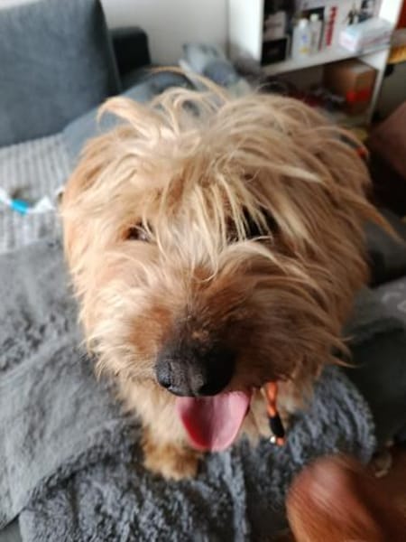 BALU - Wuschelköpfchen