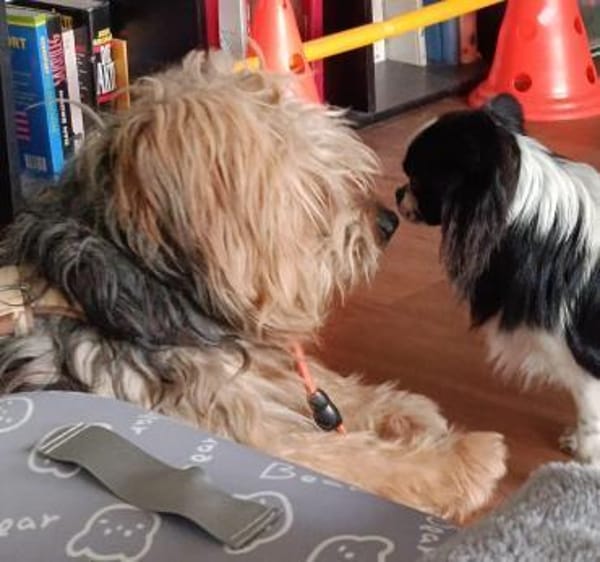 BALU - Wuschelköpfchen