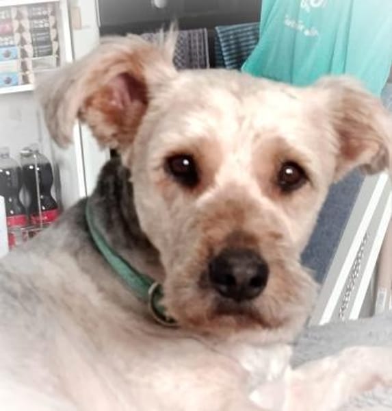 BALU - Wuschelköpfchen