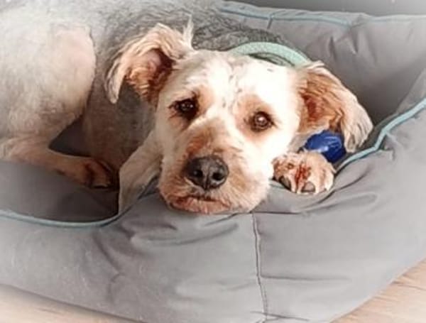 BALU - Wuschelköpfchen