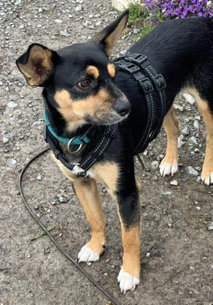 CUCHI 💝 zauberhafter Hundejunge!