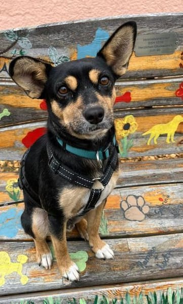 CUCHI 💝 zauberhafter Hundejunge!