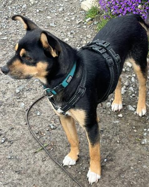 CUCHI 💝 zauberhafter Hundejunge!