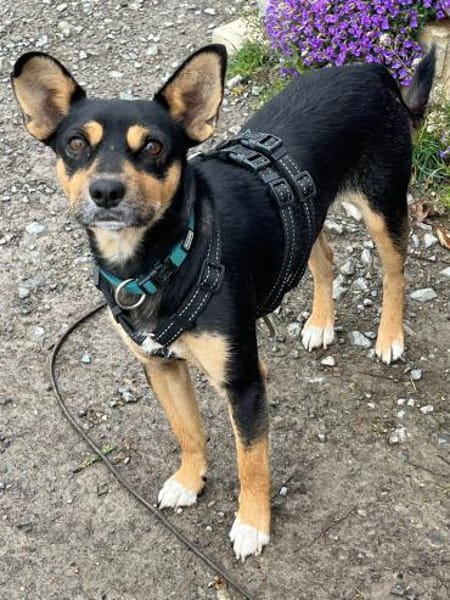 CUCHI 💝 zauberhafter Hundejunge!