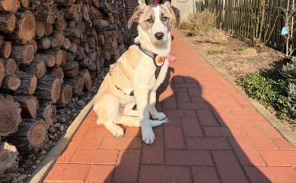 Greta - sensibel und freundlich