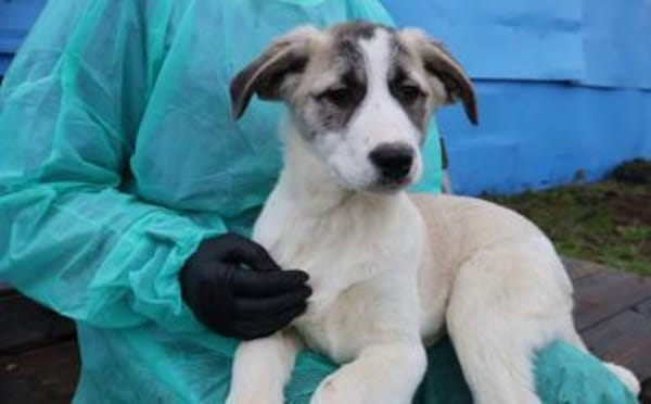 Greta - sensibel und freundlich